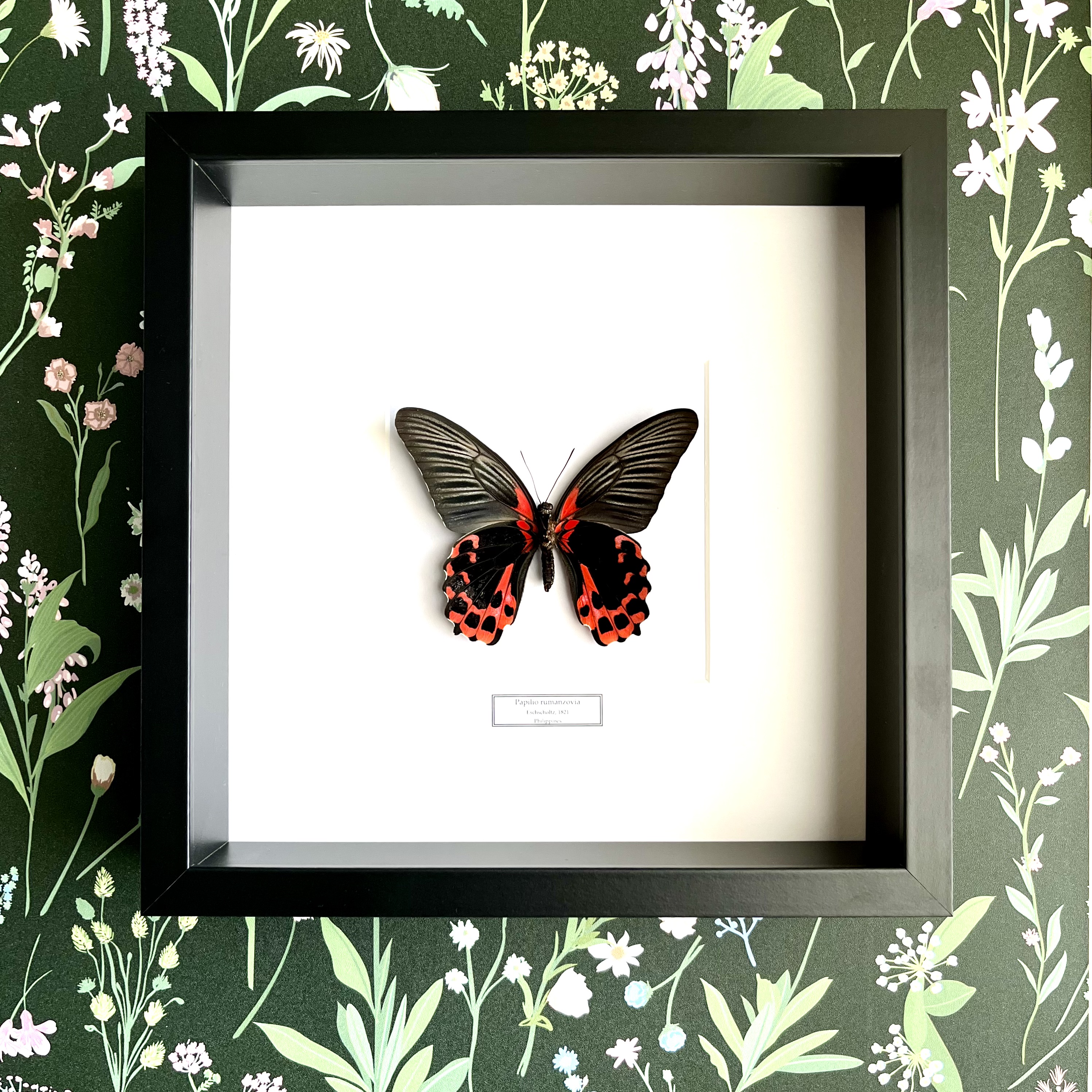 Motýľ Papilio rumanzovia v ráme